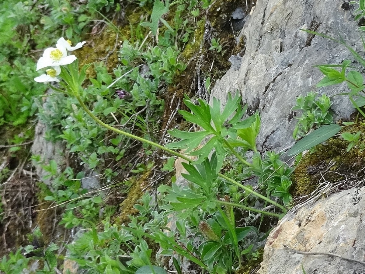 Anemone narcissiflora subsp. narcissiflora (Ranunculaceae)